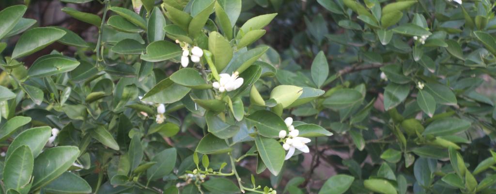 Flowers In Koboko District